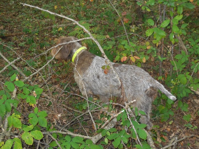 Des Sentiers De Bigorre - Lixy a la chasse au perdreau