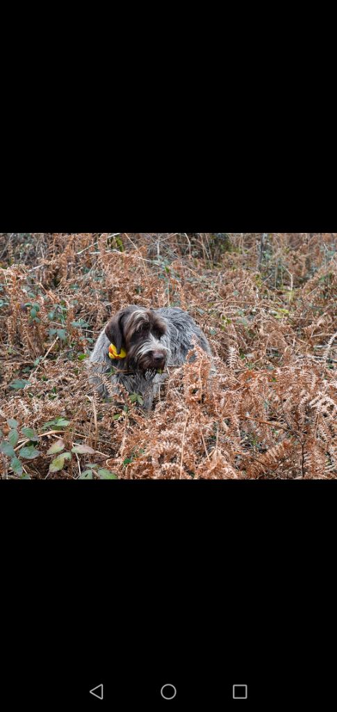 Des Sentiers De Bigorre - Naissance chiots janvier 2021