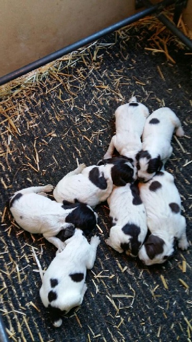 Des Sentiers De Bigorre - Naissance des chiots