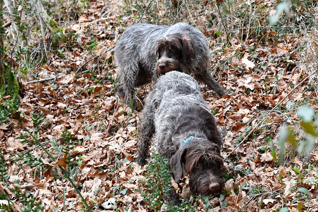 Lixy Des Sentiers De Bigorre