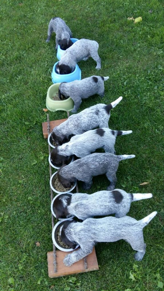 CHIOT